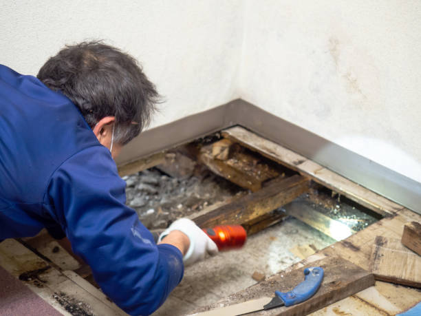 Best Mold Testing  in Royal City, WA