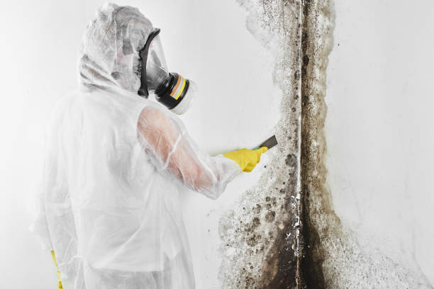 Best Mold Testing  in Royal City, WA