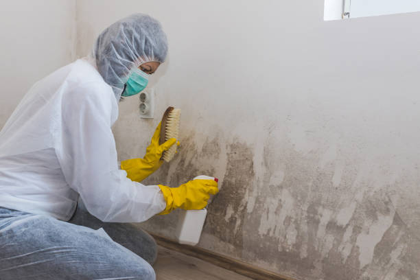 Best Same-Day Mold Removal  in Royal City, WA