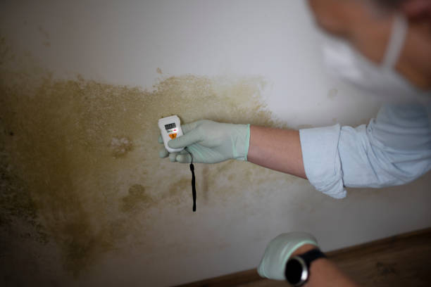 Best Black Mold Removal  in Royal City, WA