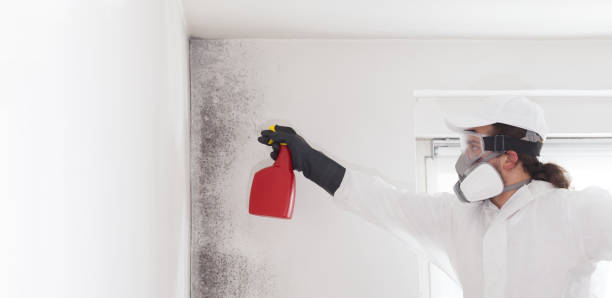 Best Mold Remediation  in Royal City, WA