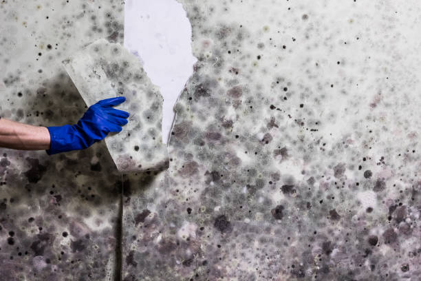 Best Mold Cleaning Services  in Royal City, WA