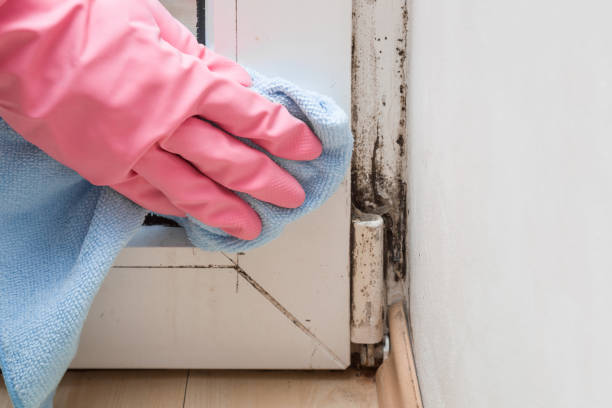 Best Toxic Mold Removal  in Royal City, WA